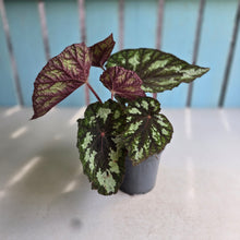 Load image into Gallery viewer, #H14 Begonia Silver Legend