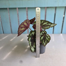 Load image into Gallery viewer, #H14 Begonia Silver Legend