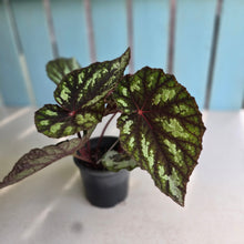 Load image into Gallery viewer, #H14 Begonia Silver Legend