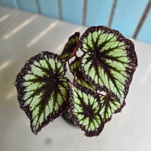 Load image into Gallery viewer, #B111 Begonia Fireworks