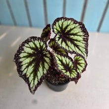 Load image into Gallery viewer, #B111 Begonia Fireworks