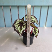 Load image into Gallery viewer, #B111 Begonia Fireworks