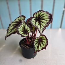 Load image into Gallery viewer, #B111 Begonia Fireworks