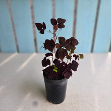 Load image into Gallery viewer, #H79 Oxalis Hedysaroides - Fire Fern