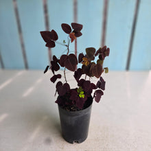 Load image into Gallery viewer, #H79 Oxalis Hedysaroides - Fire Fern