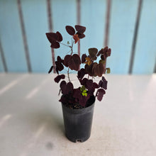 Load image into Gallery viewer, #H79 Oxalis Hedysaroides - Fire Fern