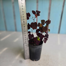 Load image into Gallery viewer, #H79 Oxalis Hedysaroides - Fire Fern