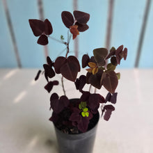 Load image into Gallery viewer, #H79 Oxalis Hedysaroides - Fire Fern
