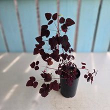 Load image into Gallery viewer, #P2 Oxalis Hedysaroides - Fire Fern