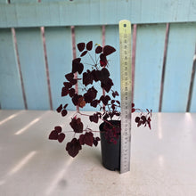 Load image into Gallery viewer, #P2 Oxalis Hedysaroides - Fire Fern