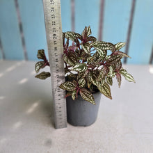 Load image into Gallery viewer, #B73 Sonerila Maculata