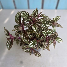 Load image into Gallery viewer, #B73 Sonerila Maculata