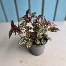 Load image into Gallery viewer, #H10 Sonerila Maculata