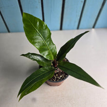 Load image into Gallery viewer, #88 Birds Nest Anthurium