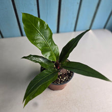Load image into Gallery viewer, #88 Birds Nest Anthurium