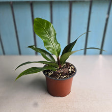 Load image into Gallery viewer, #88 Birds Nest Anthurium