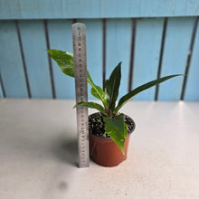 Load image into Gallery viewer, #88 Birds Nest Anthurium