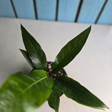 Load image into Gallery viewer, #88 Birds Nest Anthurium