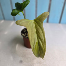 Load image into Gallery viewer, #77 Anthurium Truncicola x Forgetii
