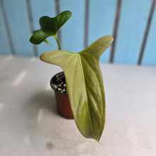 Load image into Gallery viewer, #77 Anthurium Truncicola x Forgetii