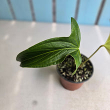 Load image into Gallery viewer, #77 Anthurium Truncicola x Forgetii