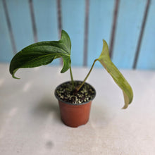 Load image into Gallery viewer, #77 Anthurium Truncicola x Forgetii