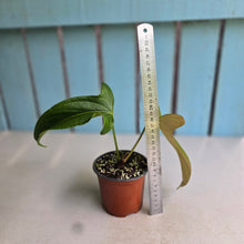 Load image into Gallery viewer, #77 Anthurium Truncicola x Forgetii