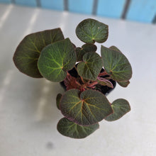 Load image into Gallery viewer, #160 Begonia Yorkes Delight