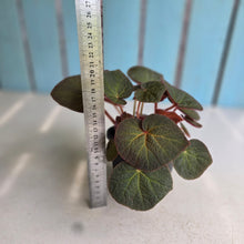 Load image into Gallery viewer, #160 Begonia Yorkes Delight