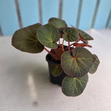 Load image into Gallery viewer, #160 Begonia Yorkes Delight