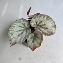 Load image into Gallery viewer, #W4 Begonia Unknown