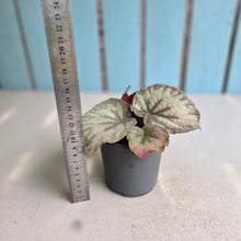 Load image into Gallery viewer, #W4 Begonia Unknown