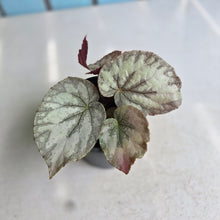Load image into Gallery viewer, #W4 Begonia Unknown