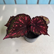Load image into Gallery viewer, #W27 Begonia Dr Karissa