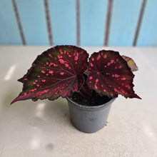 Load image into Gallery viewer, #W27 Begonia Dr Karissa