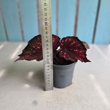 Load image into Gallery viewer, #W27 Begonia Dr Karissa