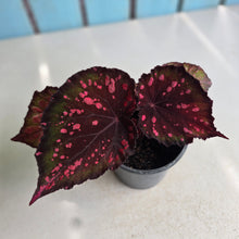 Load image into Gallery viewer, #W27 Begonia Dr Karissa