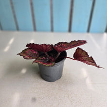 Load image into Gallery viewer, #W27 Begonia Dr Karissa