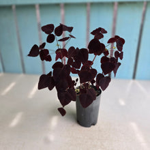 Load image into Gallery viewer, #W32 Oxalis Hedysaroides - Fire Fern