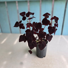 Load image into Gallery viewer, #W32 Oxalis Hedysaroides - Fire Fern