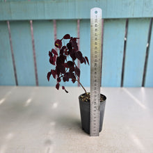Load image into Gallery viewer, #W32 Oxalis Hedysaroides - Fire Fern