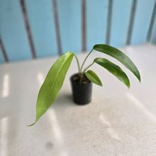 Load image into Gallery viewer, #H346 Anthurium Pseudospectabile x