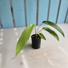 Load image into Gallery viewer, #H346 Anthurium Pseudospectabile x