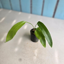 Load image into Gallery viewer, #H346 Anthurium Pseudospectabile x
