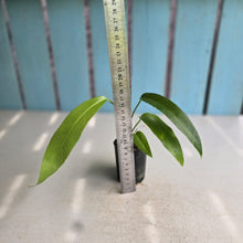 Load image into Gallery viewer, #H346 Anthurium Pseudospectabile x