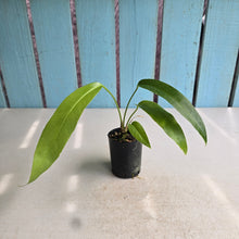 Load image into Gallery viewer, #H346 Anthurium Pseudospectabile x