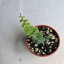 Load image into Gallery viewer, #G3 Marcgravia Umbellata