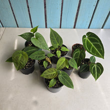 Load image into Gallery viewer, #H64 Anthurium NOID Pack - 8 x Plants
