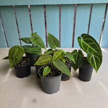 Load image into Gallery viewer, #H64 Anthurium NOID Pack - 8 x Plants