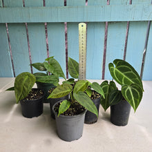 Load image into Gallery viewer, #H64 Anthurium NOID Pack - 8 x Plants